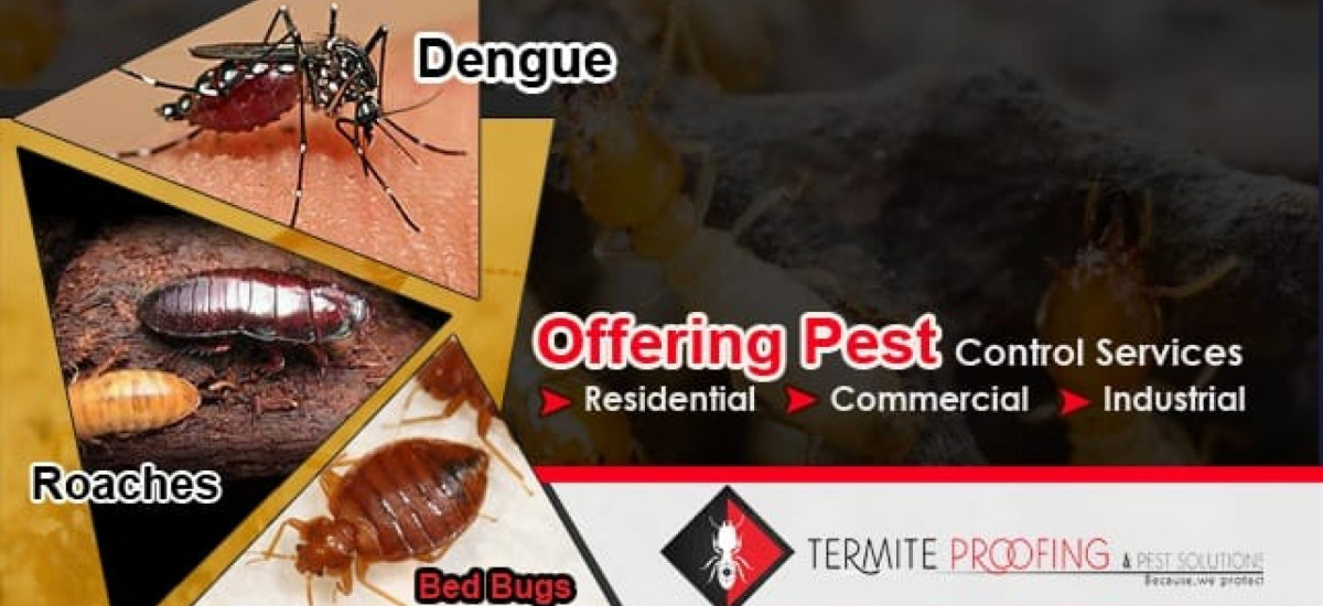 termite-proofing-and-pest-solutions-pest-control-small-0