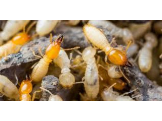 Vital Deemak (Termite) Control - Pest Control