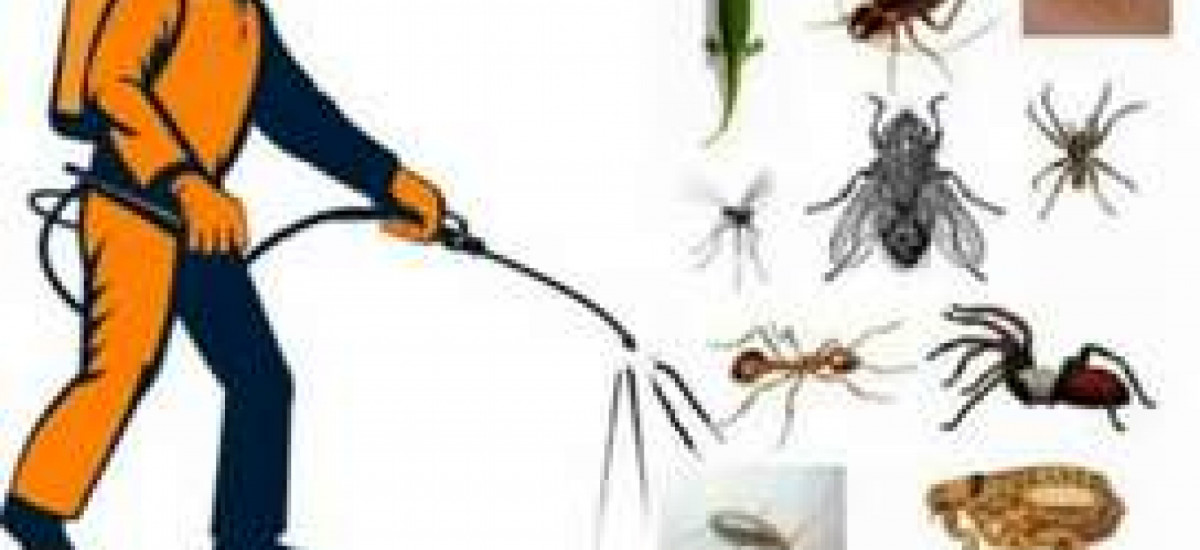 mughal-termite-control-service-pest-control-small-0